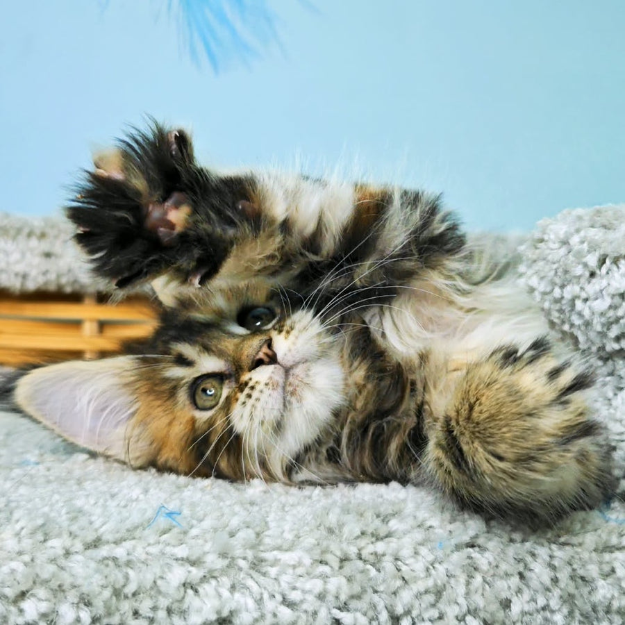 Hloya Maine Coon female, black tortie tabby