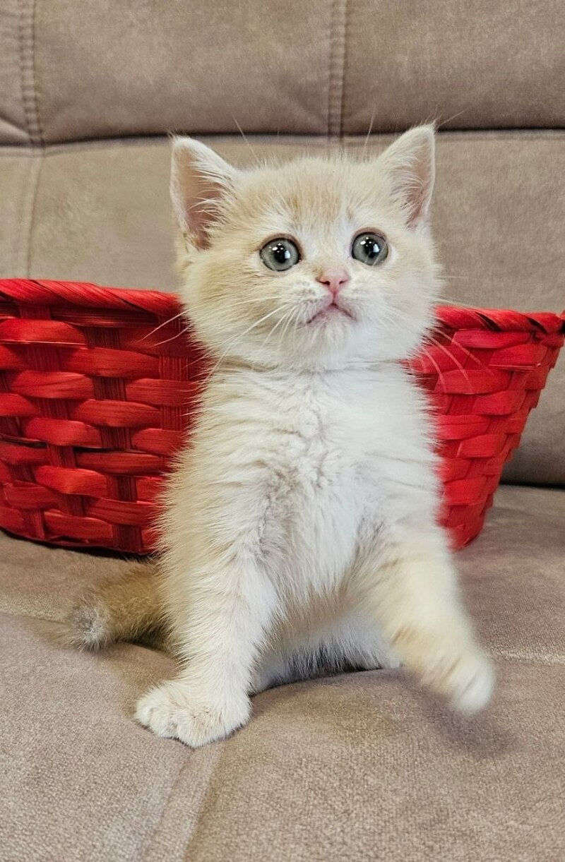 Olivia Scottish Straight female, lilac golden shaded