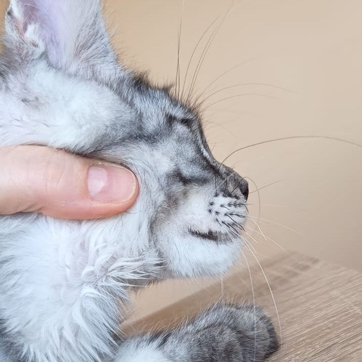Django Maine Coon male, black silver tabby