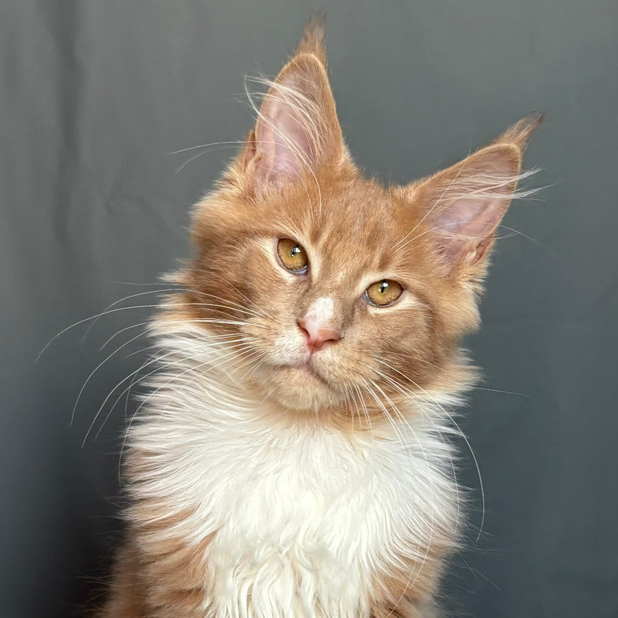 Casper Maine Coon male, cream bicolour