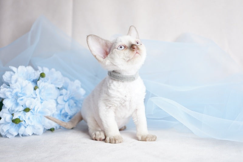 Oliver Devon Rex male, cinnamon pointed