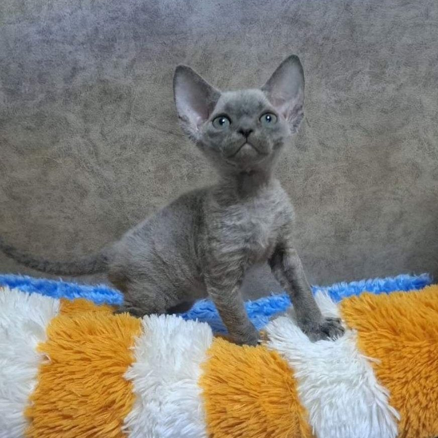 Felix Devon Rex male, blue