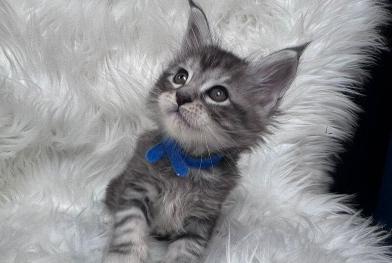 Caleb Maine Coon male black silver tabby with white - live animals