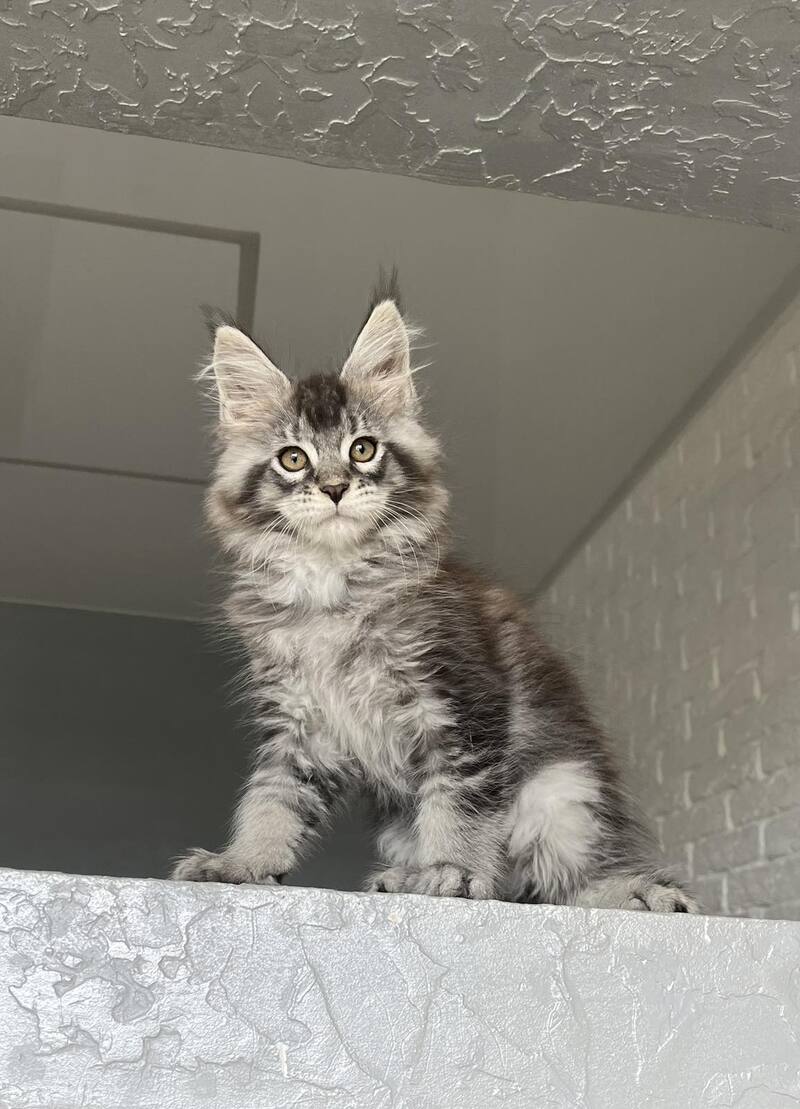 Xan Maine Coon male black silver ticked tabby - live animals
