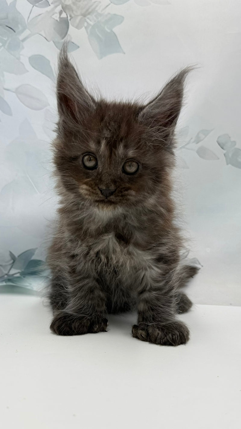 Archibald Maine Coon polydactyl male, black silver