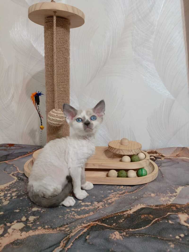Mercedes Devon Rex female blue pointed bicolour - live animals