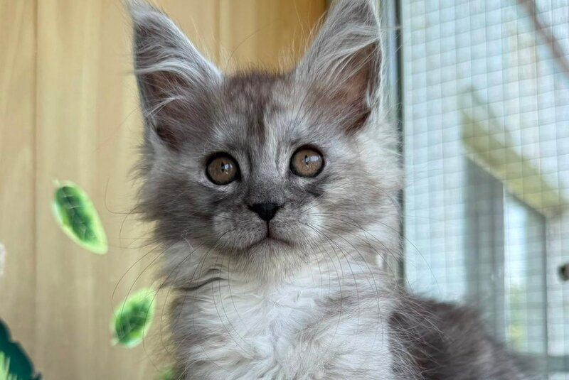 Aquara Maine Coon female, black tortie silver