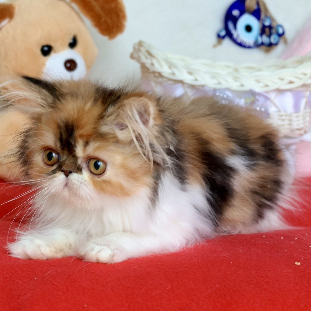 Yummy Persian female, black tortie bicolour