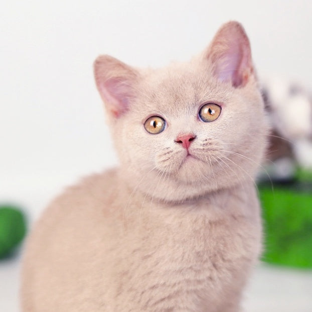 Milky British Shorthair female, fawn