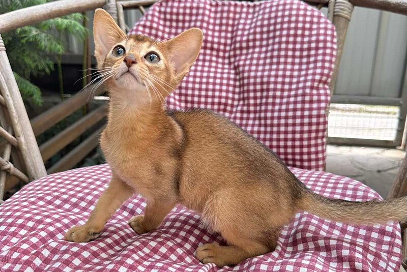 Cleopatra Abyssinian female, black