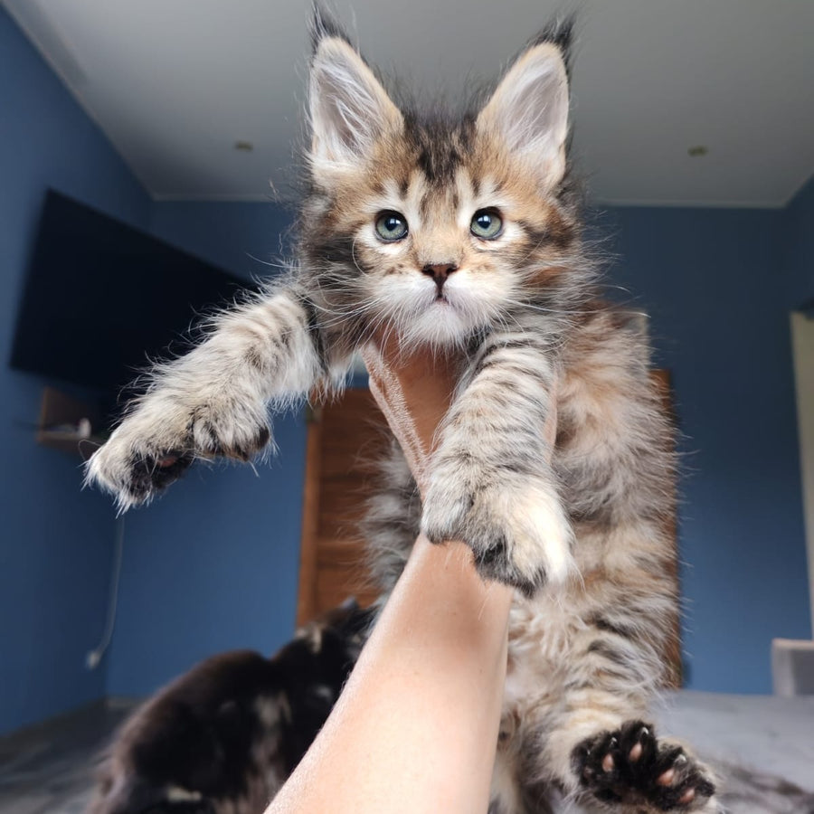 Sara Maine Coon polydactyl 7x7x6x6 female, black tortie spotted tabby
