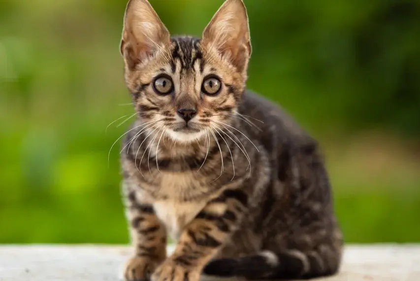 Ulf Bengal male black spotted tabby - live animals