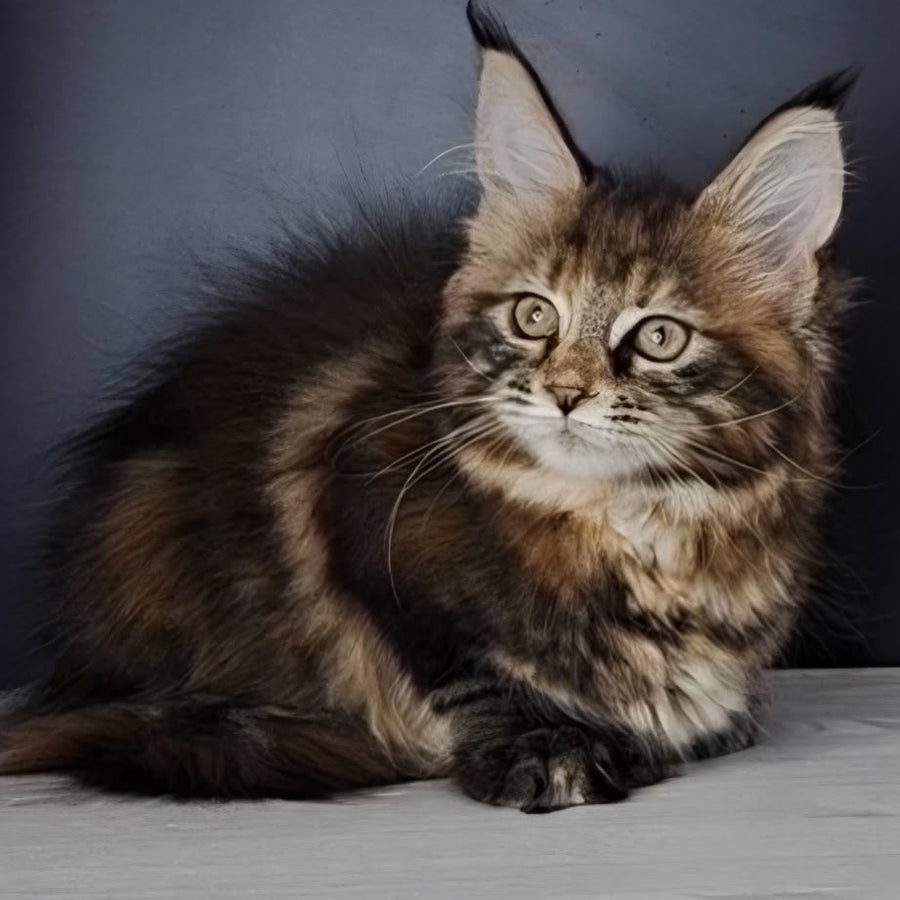 Ozzy Maine Coon polydactyl 6x6x6x6 female, black tortie tabby