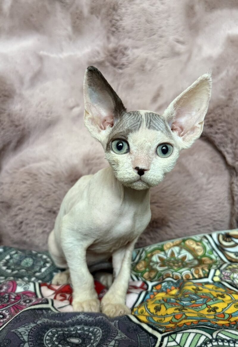 Van Devon Rex male, black harlequin