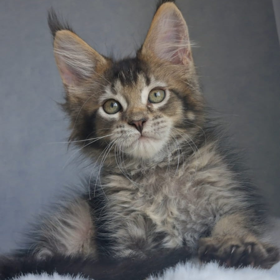 Pilar Maine Coon female, black ticked tabby