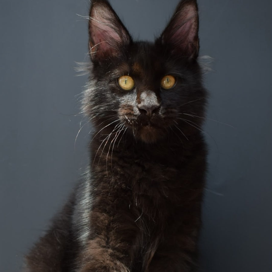 Aristocrat Maine Coon male, black