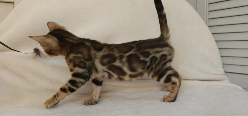 Тamerlan Bengal male black spotted tabby - live animals