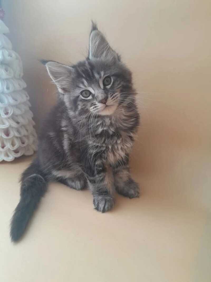 Dionysus Maine Coon male black silver tabby live animals