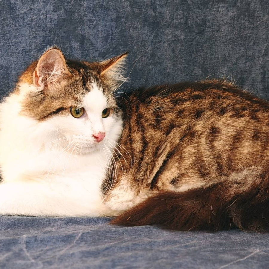 Puchlik Siberian male, red bicolour spotted tabby