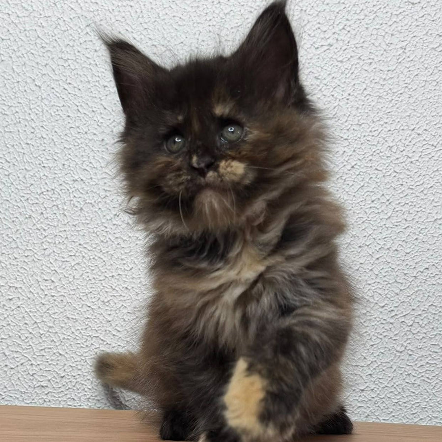 Barcelona Maine Coon female, black tortie