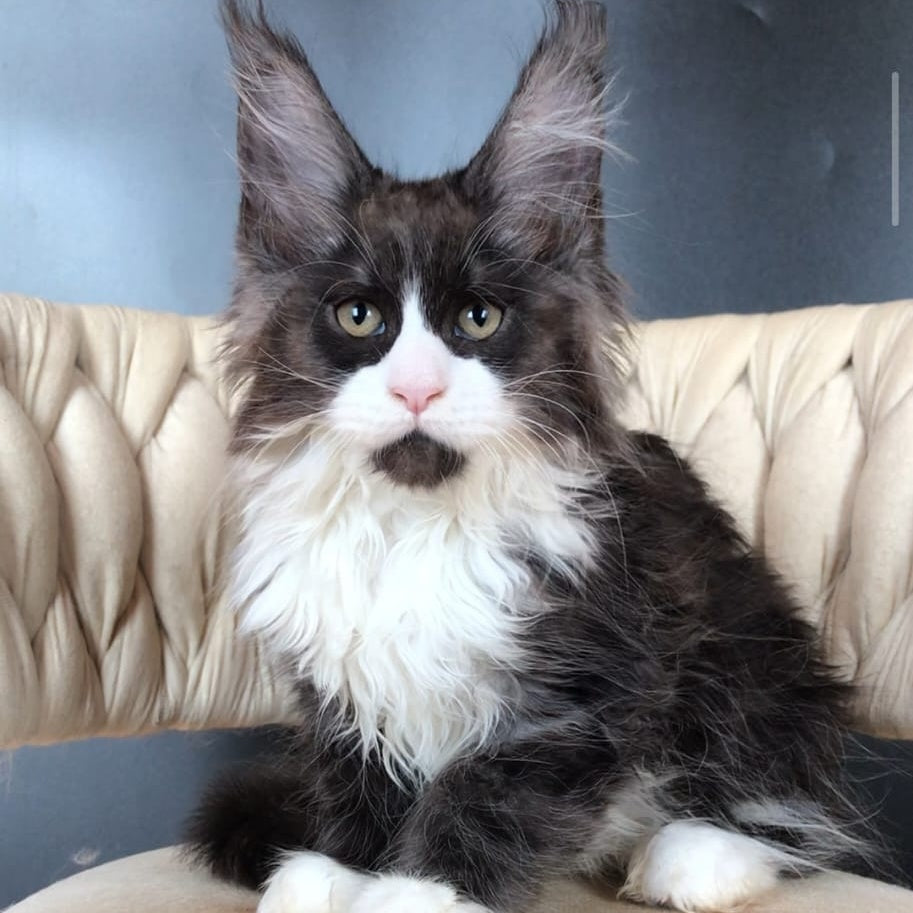 Emil Maine Coon male, black silver bicolour