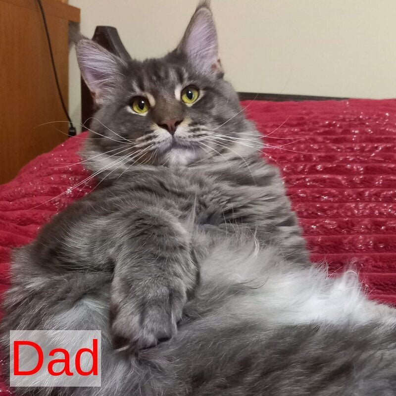 Mystic Maine Coon polydactyl 6x6x6x6 male, black tabby