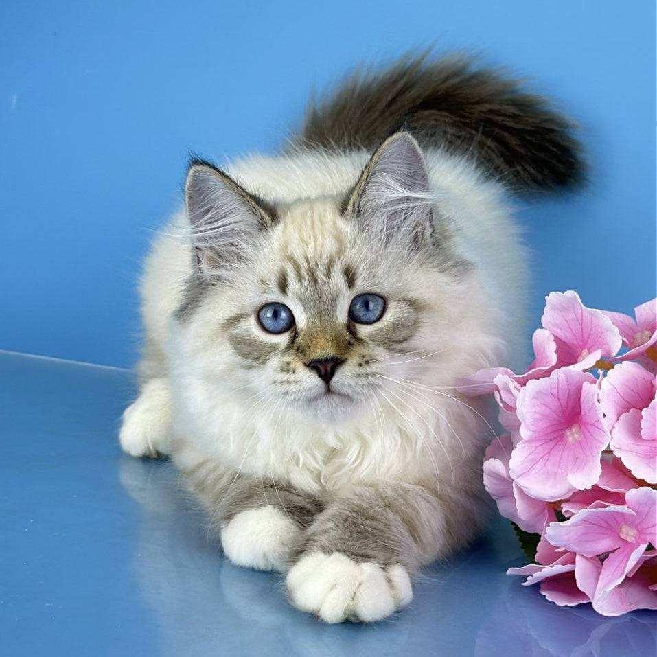 Arctic Siberian male, black tabby pointed bicolour