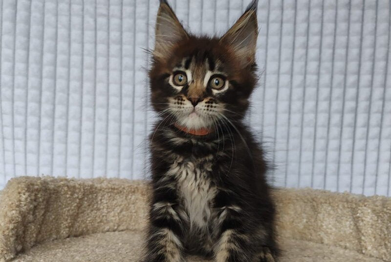 Martin Maine Coon male, black tabby
