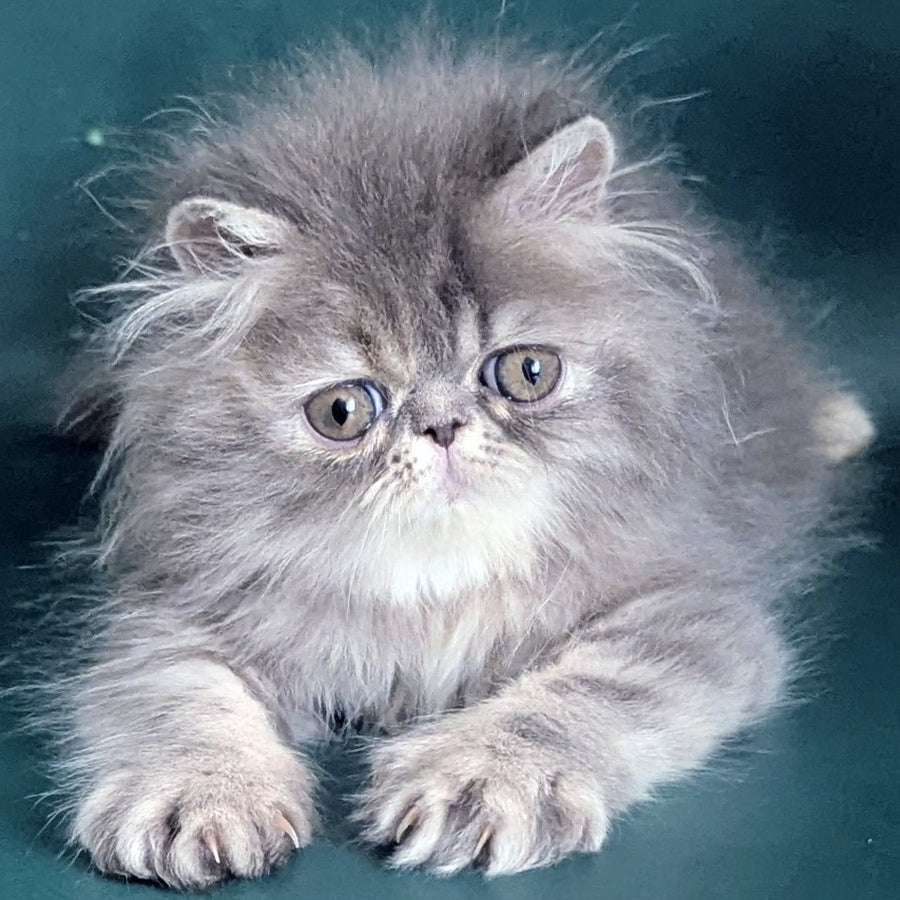 Patricia Persian female, blue tortie
