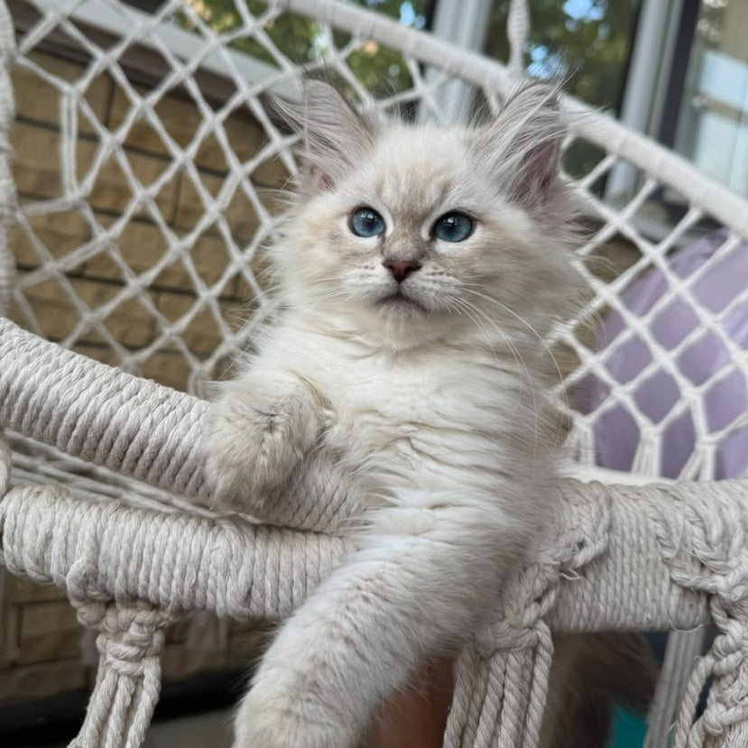 Mary Siberian female, blue pointed