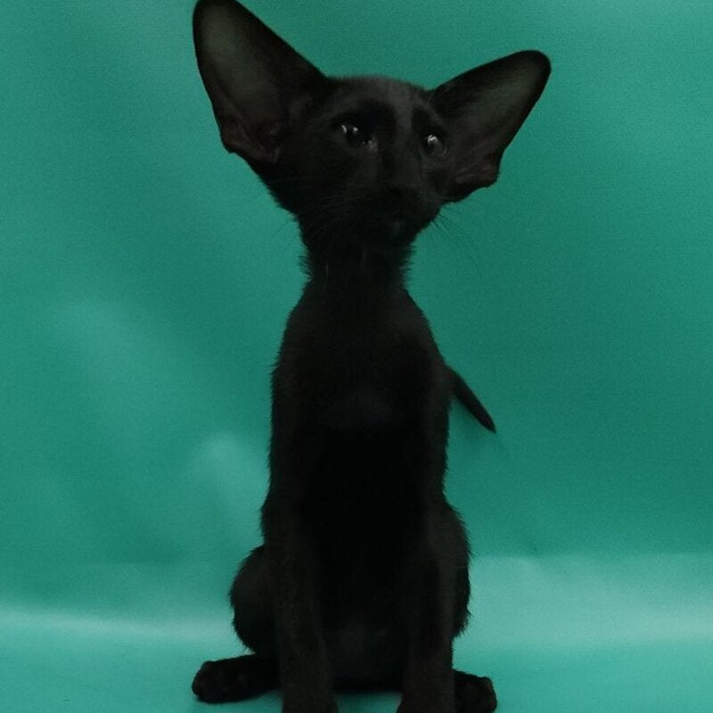 Ramses Oriental Shorthair male, black