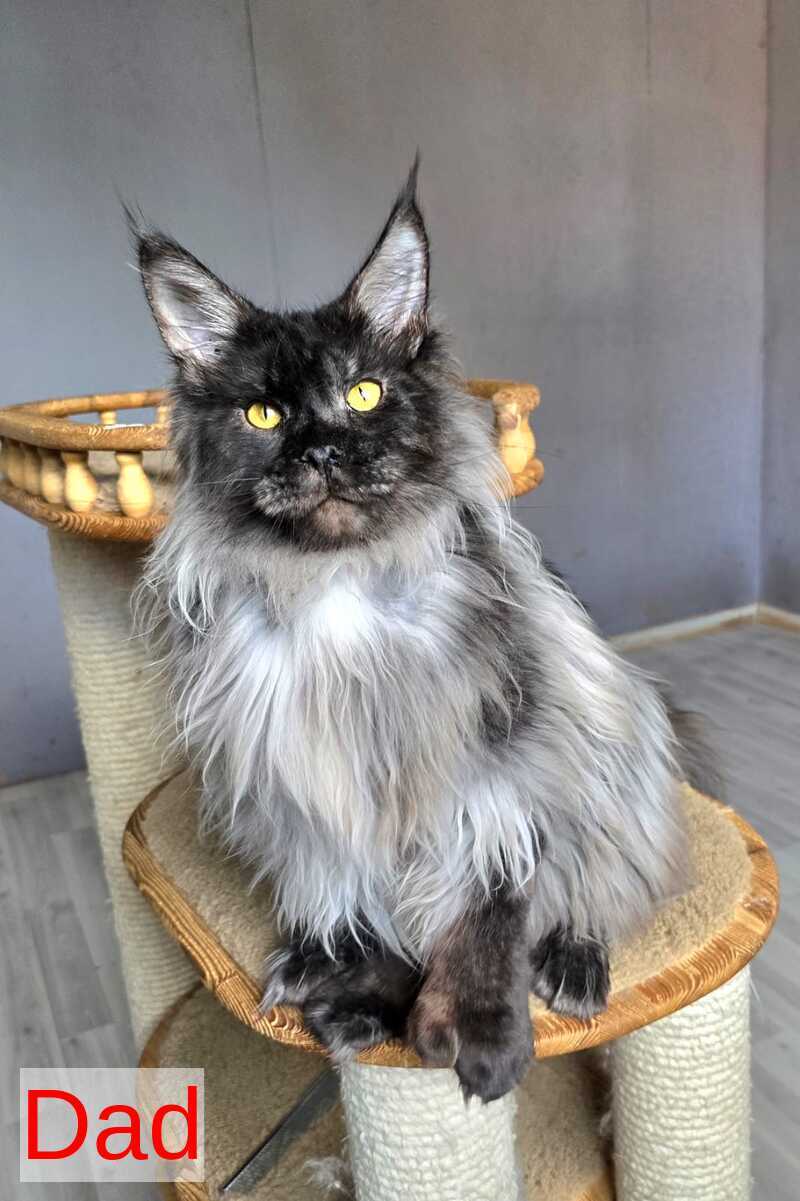 Platon Maine Coon male, black silver
