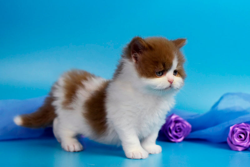 Vanessa British Longhair female cinnamon bicolour - live animals
