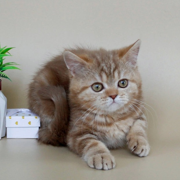 Tasha Scottish Straight male, cinnamon tabby