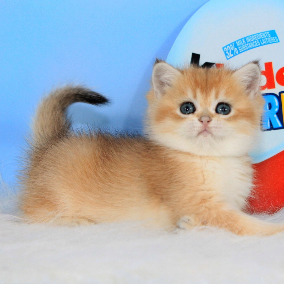 Ustina British Shorthair female, black golden shaded