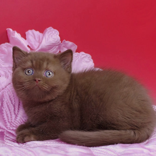 Elf British Shorthair female, cinnamon