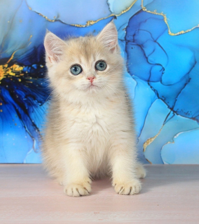 Queen British Shorthair female blue golden shaded - live animals