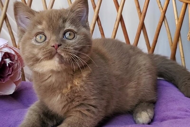 Sherry British Shorthair female, cinnamon tortie