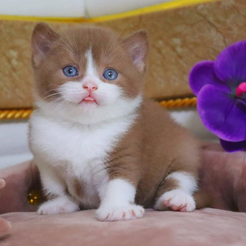 CapCake British Shorthair male, black bicolour