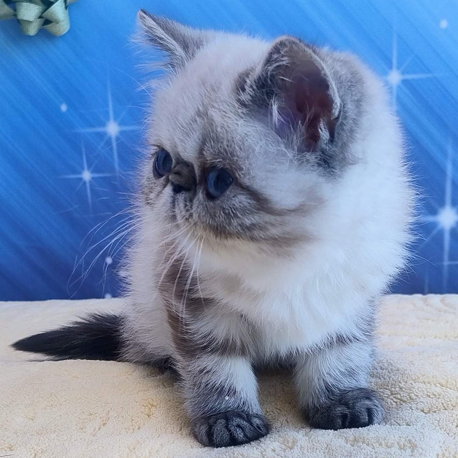 Hloe Exotic female, black tabby pointed