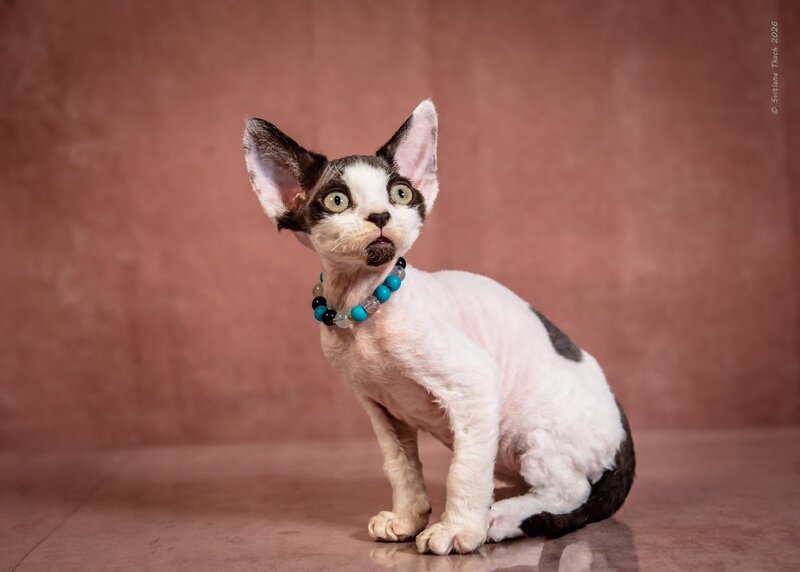 Luke Devon Rex male, black harlequin