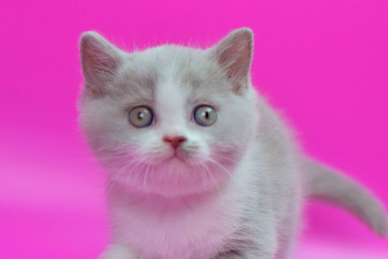 Quper British Shorthair male, lilac bicolour