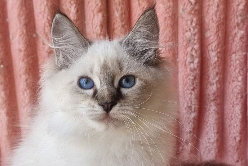 Tosya Siberian female, black tabby pointed with white