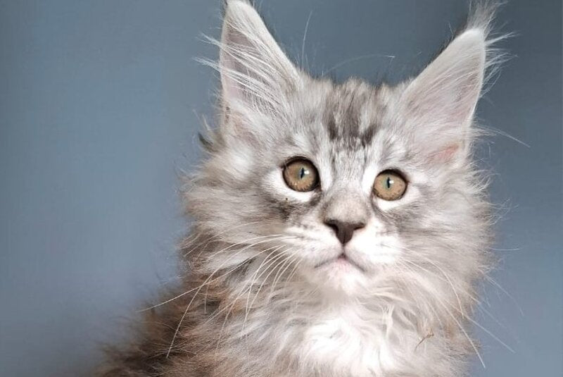 Elvis Maine Coon male black silver tabby - live animals