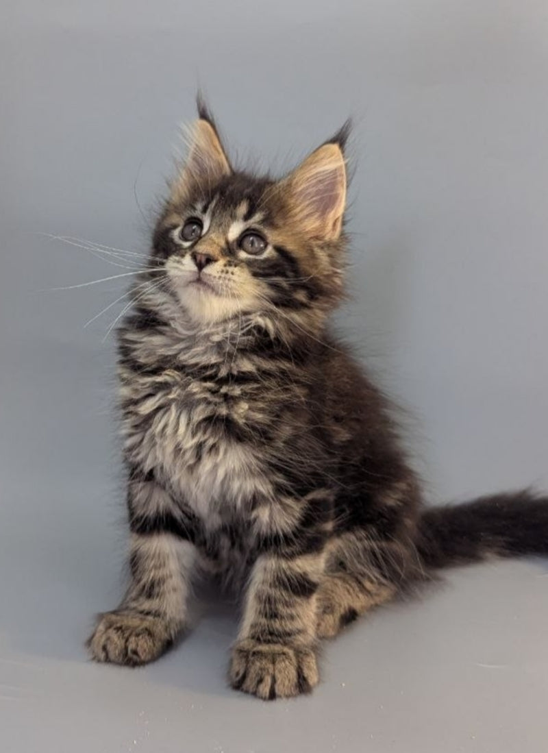 Holly Maine Coon female black tabby - live animals