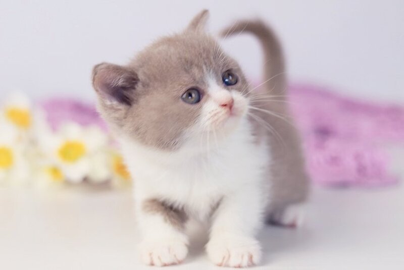 Quiana British Shorthair female lilac bicolour - live animals