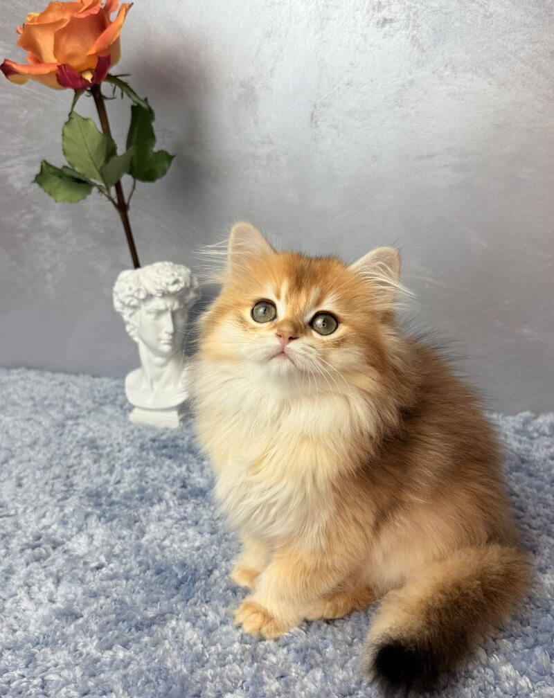 Dusha Scottish Straight female black golden shaded - live animals