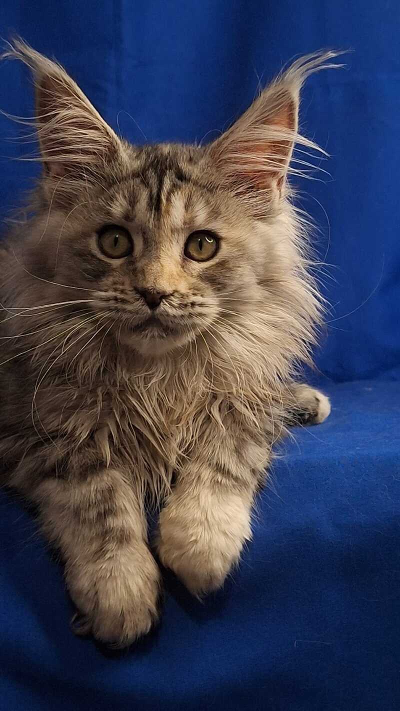 Linda Maine Coon female, black tortie silver tabby