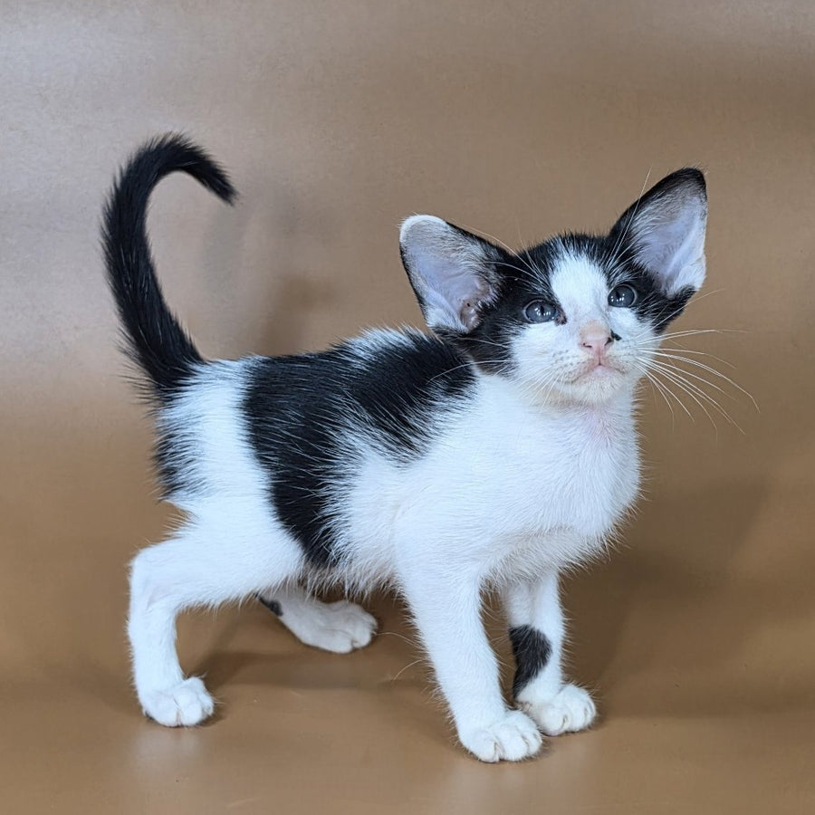 Asher Oriental Shorthair male, black bicolour