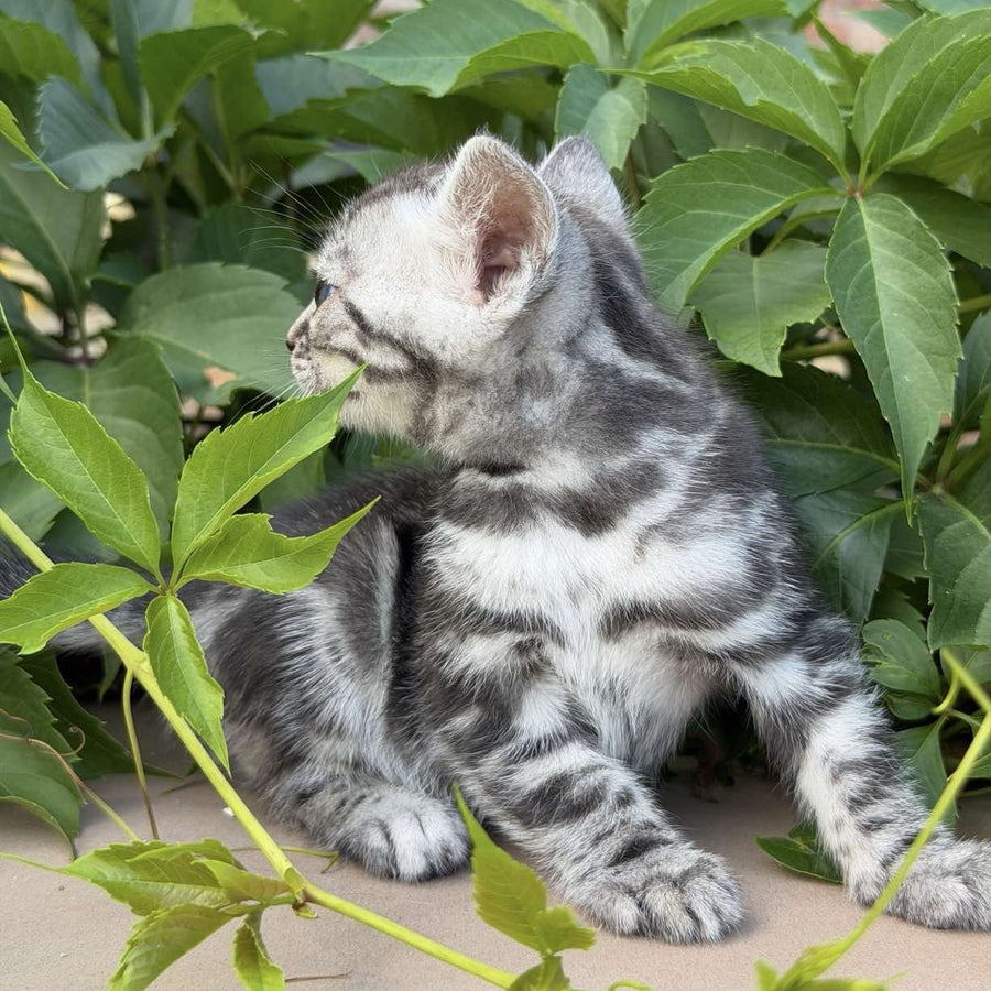 Celine Bengal female, black silver spotted tabby